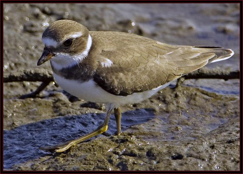 A semipalmated plover navigates slick rocks. Courtesy of Kirk M. Rogers