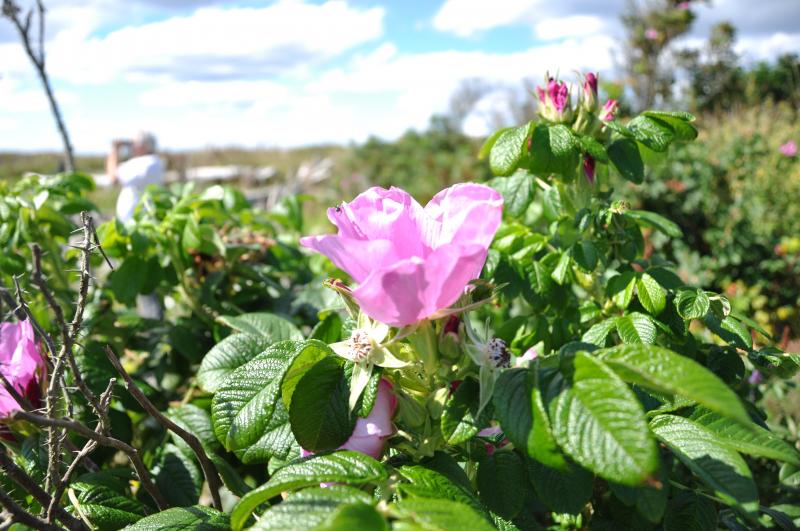 A Rosa rugosa, which came to Damariscove from Asia, is on full display. BEN BULKELEY/Boothbay Register A Rosa rugosa, which came to Damariscove from Asia, is on full display. BEN BULKELEY/Boothbay Register