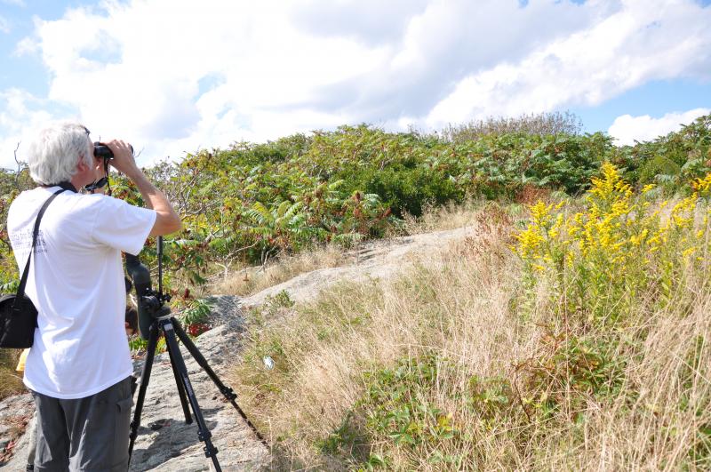 Ornithologist Jeff Wells looks through a telescope at stirring cat birds. BEN BULKELEY/Boothbay Register Ornithologist Jeff Wells looks through a telescope at stirring cat birds. BEN BULKELEY/Boothbay Register