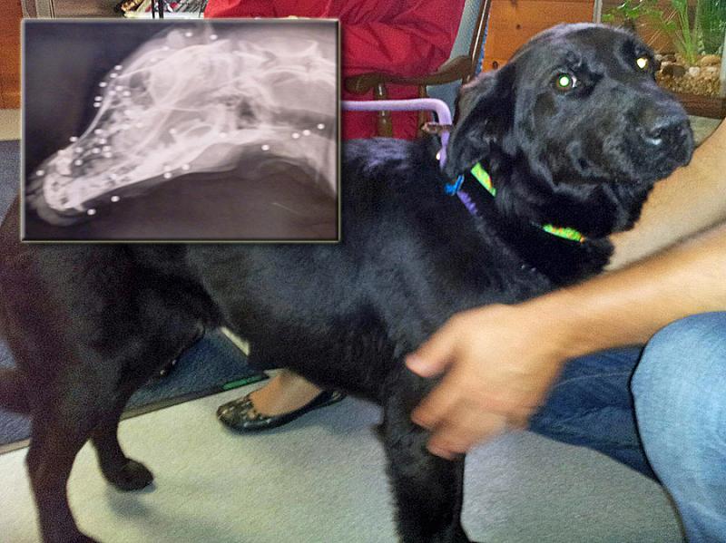Lady, a young black Labrador retriever, was picked up in Waldoboro as a stray nearly two weeks ago. Her rescuers eventually found she was be riddled with BB shot under her skin, at least 83 pellets worth, luckily none of it causing serious injury. Courtesy of Lincoln County Animal Shelter