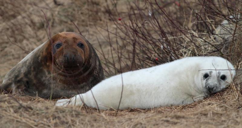 A YOUNG GRAY seal rests on Seal Island. Researchers at NOAA and Explore.org have been able to watch young gray seals via a live webcam. Courtesy of Shelley Dawicki seal pup maine