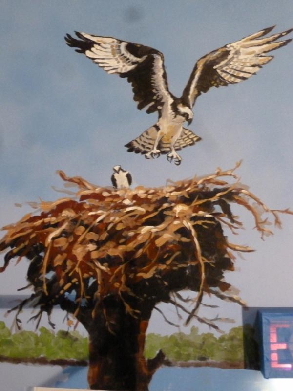 An osprey takes flight from its life-sized nest nest and chick in the Bob McKay mural at the Maine State Aquarium. LISA KRISTOFF/Boothbay Register Robert B. McKay