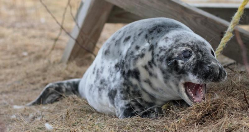 A gray seal pup shows off her teeth on Seal Island. NOAA and Explore.org have recently featured a live cam to watch the young seals on Seal Island. Courtesy of Shelley Dawicki seal pup maine noaa