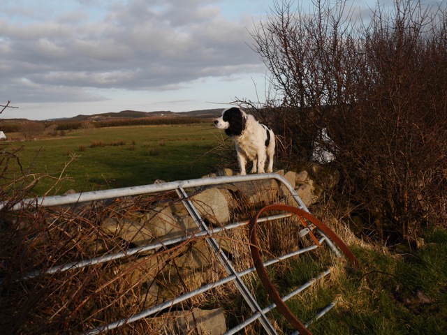 A DOG sits atop a fence. Gretchen Elder, a Boothbay Region High School sophomore, said in addition to her friends, family and own dog, she missed being able to get Mexican food stateside. Courtesy of Gretchen Elder