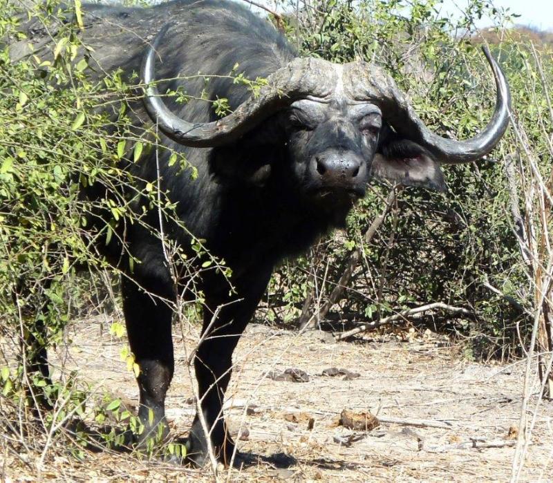 African buffalo photograph by Kelly Brook African buffalo photograph by Kelly Brook