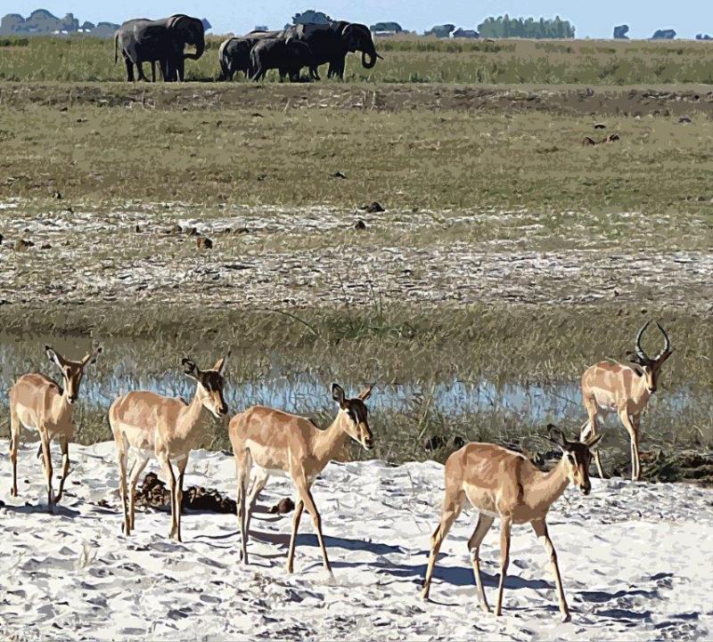 African impalas and elephants photograph by Kelly Brook Kelly Brook African impallas and elephants