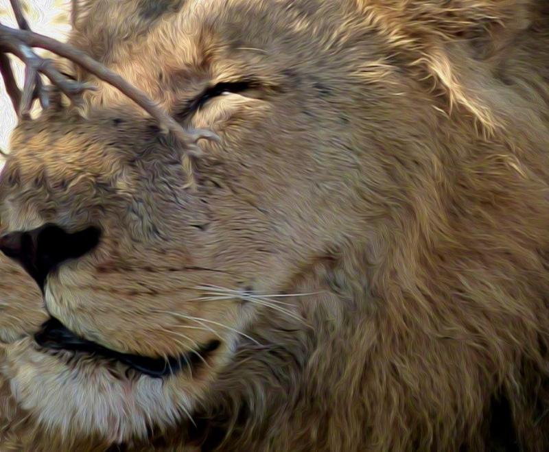 African lion photograph by Kelly Brook African lion photo by Kelly Brook