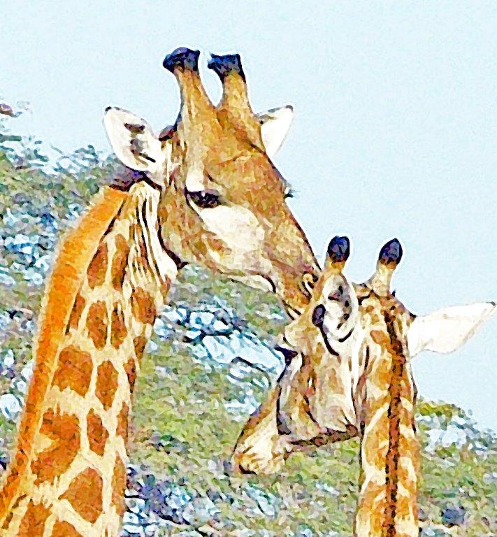 Kelly Brook’s “African Giraffe,” is one of her digital photos processed onto metal in her exhibit at Savory Maine through May 4. The opening reception for the show is Friday, April 3 from 3 to 5 p.m. Courtesy of Grace Goldberg African giraffe, Kelly Brook