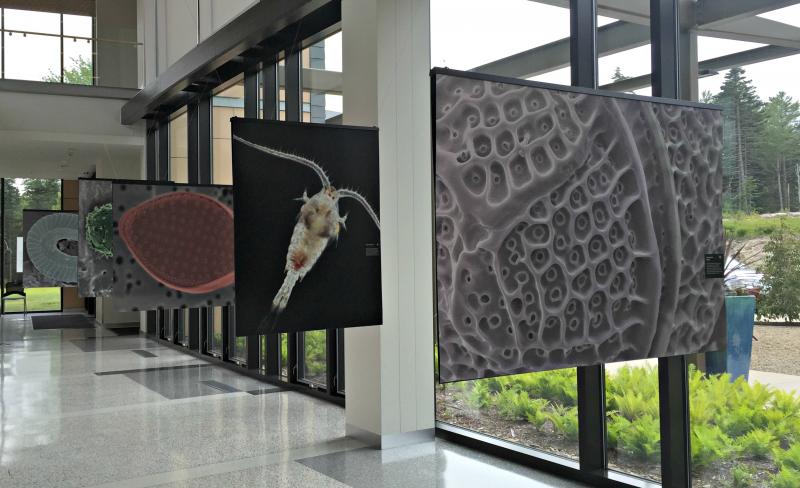 The “Tiny Giants” display at the entrance of Bigelow Labs. KATRINA CLARK/Boothbay Register