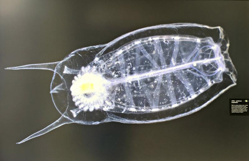 Thalia democratica, an adaptive eater, feeds on everything from the smallest phytoplankton to large bacterial-sized food particles. Courtesy of Dr. Nick Record of Bigelow Labs