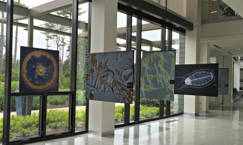 The “Tiny Giants” display at the entrance of Bigelow Labs. KATRINA CLARK/Boothbay Register