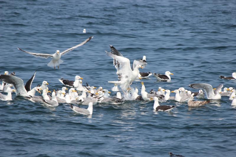 A flock of gulls, puffins and razorbills observed in Blue Hill Bay. Courtesy of Andrew Allyn