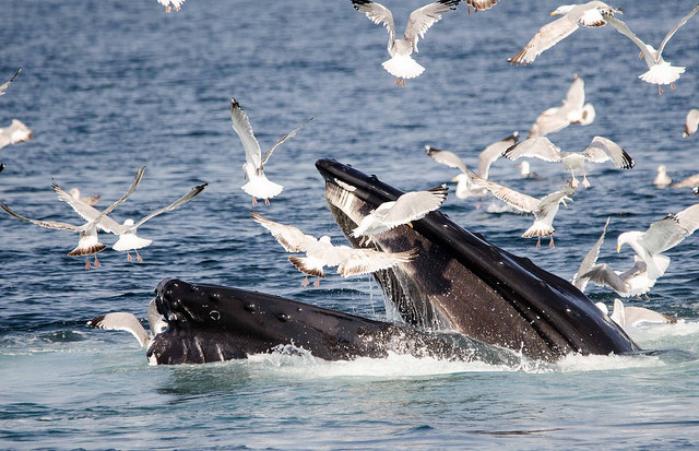 A humpbacked whale surrounded by gulls in the Stellwagen Bank Marine sanctuary off the coast of Massachusetts. Courtesy of Andrew Allyn