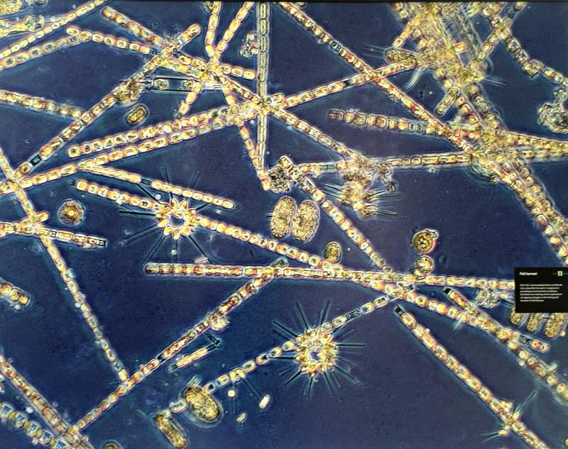 “Fall Harvest” phytoplankton, found near the surface of the water. Courtesy of Dr. Peter Countway of Bigelow Labs