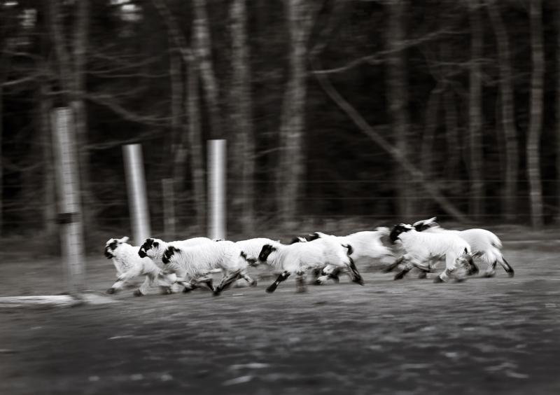 “Running Lambs” by Nina Fuller, archival digital print, 17 by 22 inches, Nina Fuller Nina Fuller