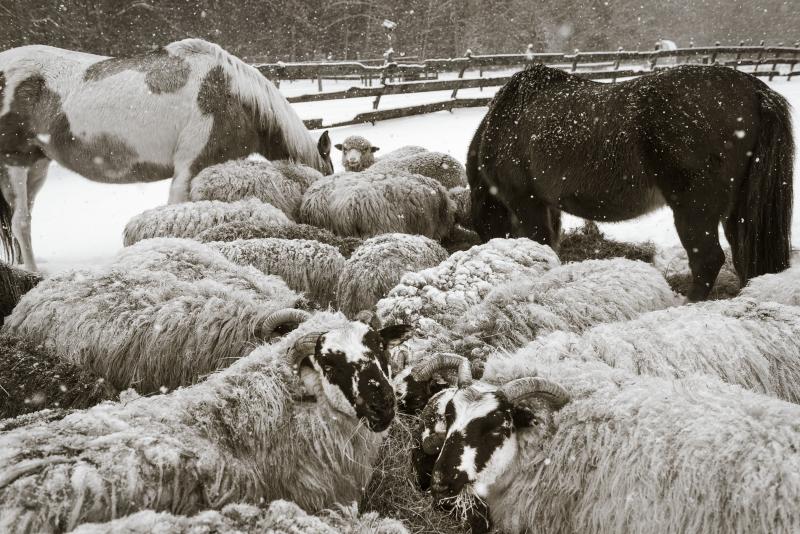 “The Gathering” is but one of Nina Fuller’s remarkable photographs in her upcoming exhibition at Sylvan Gallery in Wiscasset, “Celebrating the Year of the Sheep,” opening Aug. 27. Courtesy of Sylvan Gallery Nina Fuller “The Gathering”