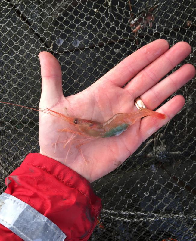 A Swedish shrimp is just like one from Maine. Courtesy of Tim Simmons