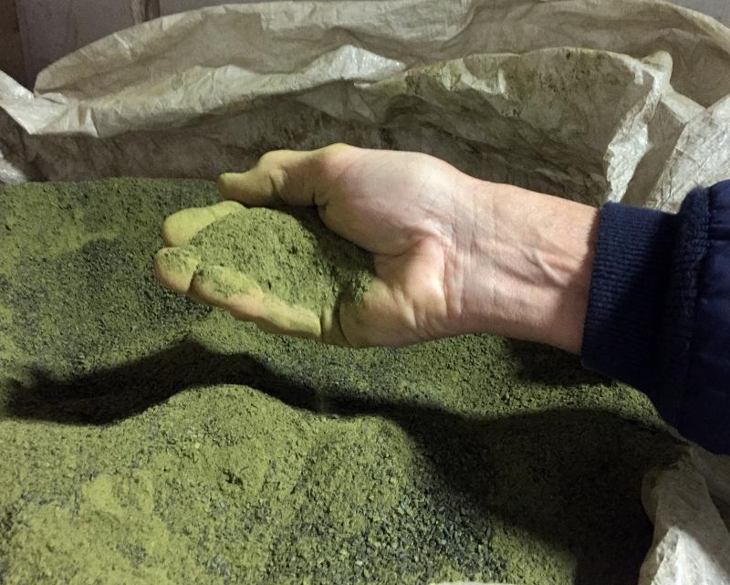 The granular meal is a green color, like the color of rockweed, the type of seaweed used in the process. SUZI THAYER/Boothbay Register