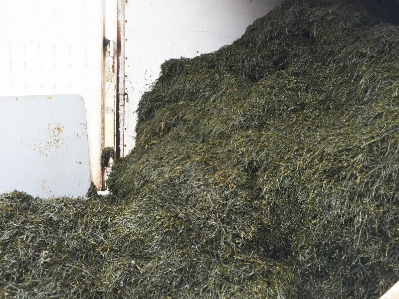 Freshly harvested seaweed before the drying process. SUZI THAYER/Boothbay Register