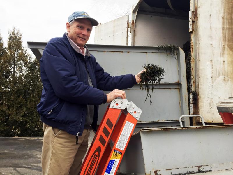 Robert Morse, owner of North American Kelp, holds a sample of the product that he has been processing for 29 years. The company is located at 41 Cross Street in Waldoboro. SUZI THAYER/Boothbay Register