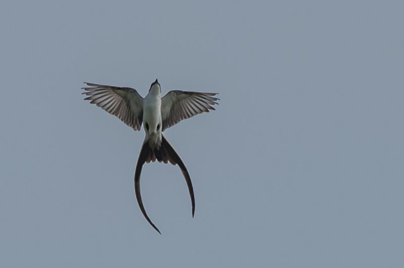 fork-tailed flycatcher