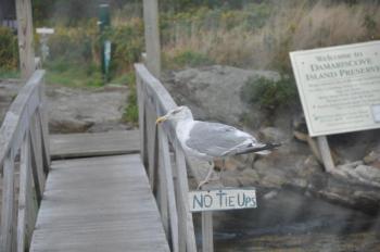 A seagull watches as Balmy Days Cruises' Novelty came in to dock at Damariscove. BEN BULKELEY/Boothbay Register A seagull watches as Balmy Days Cruises' Novelty came in to dock at Damariscove. BEN BULKELEY/Boothbay Register