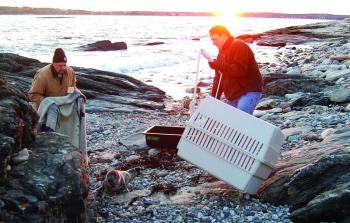 Waldman, left, tries to coax the seal into a crate with a blanket with the help of a volunteer. Courtesy of Sue Goodrich Waldman, left, tries to coax the seal into a crate with a blanket with the help of a volunteer. Courtesy of Sue Goodrich
