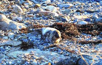 A young grey seal near Three Trees on Ocean Point. Below: Waldman and the seal survey each other, and Waldman, left, tries to coax the seal into a crate with a blanket with the help of a volunteer. Courtesy of Sue Goodrich A young grey seal near Three Trees on Ocean Point. A group of volunteers including John and Pat Waldman saved the seal from the rocks. Grey seals aren't typical visitors to the area; they prefer the colder waters closer to Canada. Courtesy of Sue Goodrich