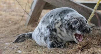 A gray seal pup shows off her teeth on Seal Island. NOAA and Explore.org have recently featured a live cam to watch the young seals on Seal Island. Courtesy of Shelley Dawicki seal pup maine noaa