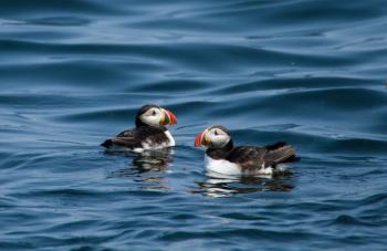 A PAIR of Atlantic puffins swim near Eastern Egg Rock. Puffins mate for life. Courtesy of Heidi Piccerelli
