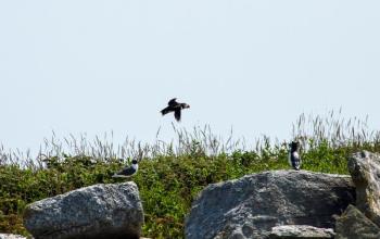 PROJECT PUFFIN, started by the National Audubon Society, has placed puffin decoys (seen on right) on Eastern Egg Rock to attract more puffins to the island. Courtesy of Heidi Piccerelli