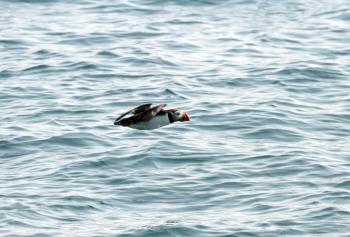 A PUFFIN FLYING. Courtesy of Heidi Piccerelli