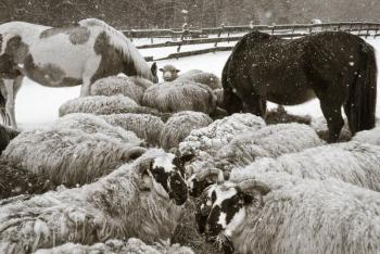 “The Gathering” is but one of Nina Fuller’s remarkable photographs in her upcoming exhibition at Sylvan Gallery in Wiscasset, “Celebrating the Year of the Sheep,” opening Aug. 27. Courtesy of Sylvan Gallery Nina Fuller “The Gathering”