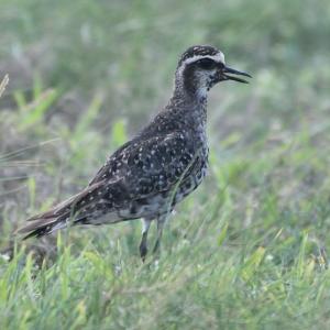 American golden-plovers, like this adult still showing some vestiges of breeding plumage photographed in fall on Aruba, are strong flyers that travel incredible distances from north to south each fall and back in the spring. An individual banded in Utqiagvik (formerly Barrow), Alaska, in June 2009 was found thousands of miles away on the island of Aruba (off the northern coast of South America) in October 2009. Courtesy of Michiel Oversteegen www.birdwatchingaruba.com American golden-plovers, like this adult still showing some vestiges of breeding plumage photographed in fall on Aruba, are strong flyers that travel incredible distances from north to south each fall and back in the spring. An individual banded in Utqiagvik (formerly Barrow), Alaska, in June 2009 was found thousands of miles away on the island of Aruba (off the northern coast of South America) in October 2009. Courtesy of Michiel Oversteegen www.birdwatchingaruba.com