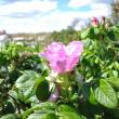 A Rosa rugosa, which came to Damariscove from Asia, is on full display. BEN BULKELEY/Boothbay Register