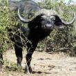 African buffalo photograph by Kelly Brook