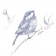 “Chicadee Sketch, Littlest Bird” by Kathi Nordone