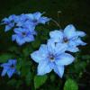 Blue clematis. SUZI THAYER/Boothbay Register