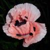 Pink poppy. SUZI THAYER/Boothbay Register