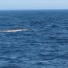 A whale is spotted on the whale watch trip. Courtesy of Billie Howard-Goldsmith