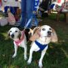 Bella and Mick Armendaras, two beagles that love spending time at Harbor Fest. RYAN LEIGHTON/ Boothbay Register.
