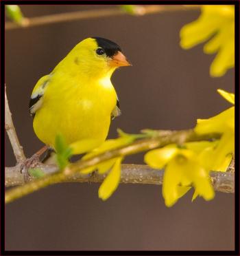 An American Goldfinch. Courtesy of Kirk Rogers.