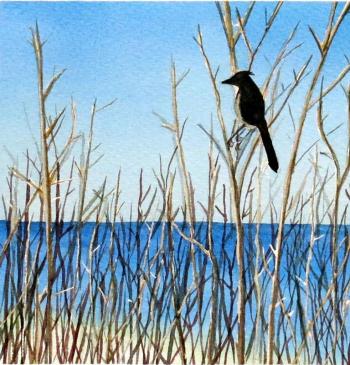 “JAY AT PFEIFFER,” watercolor on paper by Nancy Rogers, 2013.