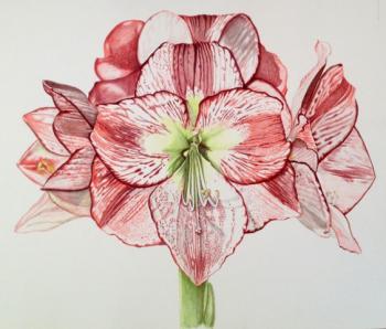 Flamenco Queen Amaryllis Path by Kate MacGillivary