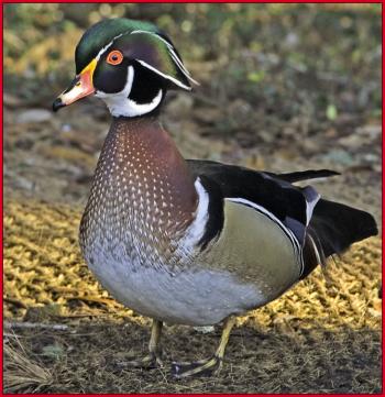 Wood duck, Kirk Rogers, Boothbay Register