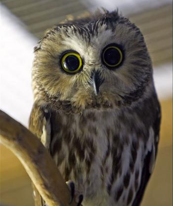 Northern Saw-whet Owl, Boothbay Register, Maine