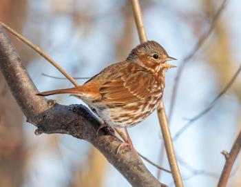 #bird-column, #birds, #jeff and allison Wells, #boothbay register, #maine, #fox sparrows, #maine