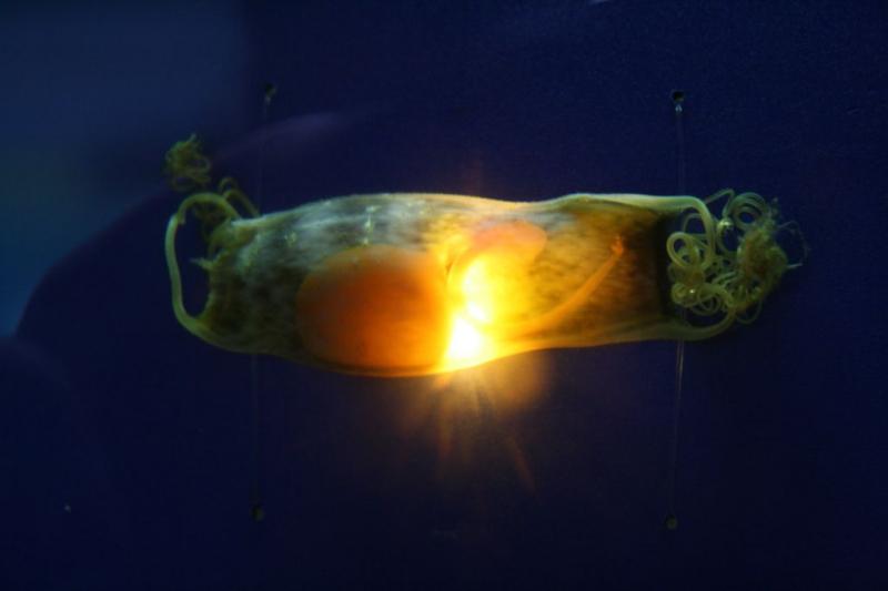 An egg case that contains a chain catshark pup like the three that recently hatched at the Maine State Aquarium. Courtesy of Aimee Hayden-Rodriques/Maine State Aquarium An egg case that contains a chain catshark pup like the three that recently hatched at the Maine State Aquarium. Courtesy of Aimee Hayden-Rodriques/Maine State Aquarium