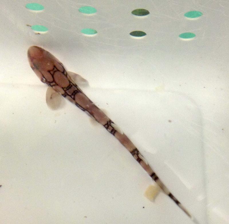 A young chain catshark swims up to the camera at the Maine State Aquarium. Below: An egg case that contains a chain catshark pup like the three that recently hatched at the Maine State Aquarium. Courtesy of Aimee Hayden-Rodriques/Maine State Aquarium A young chain catshark swims up to the camera at the Maine State Aquarium.