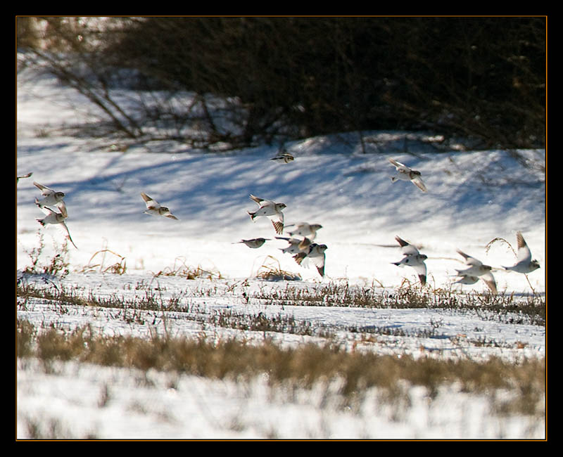 Snow Buntings, the famed "snow birds," in flight in an agricultural field in winter. Courtesy Kirk Rogers Snow Buntings, the famed "snow birds," in flight in an agricultural field in winter. Courtesy Kirk Rogers